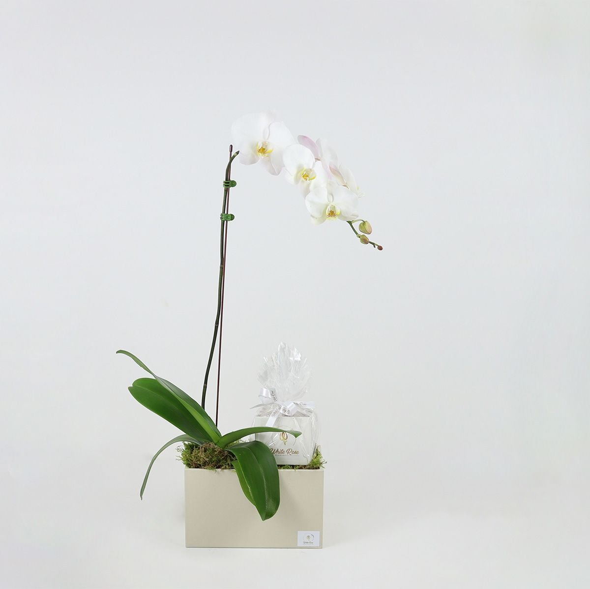 Chocolate Orchid Plant - Elegant Gift in a Leather Box