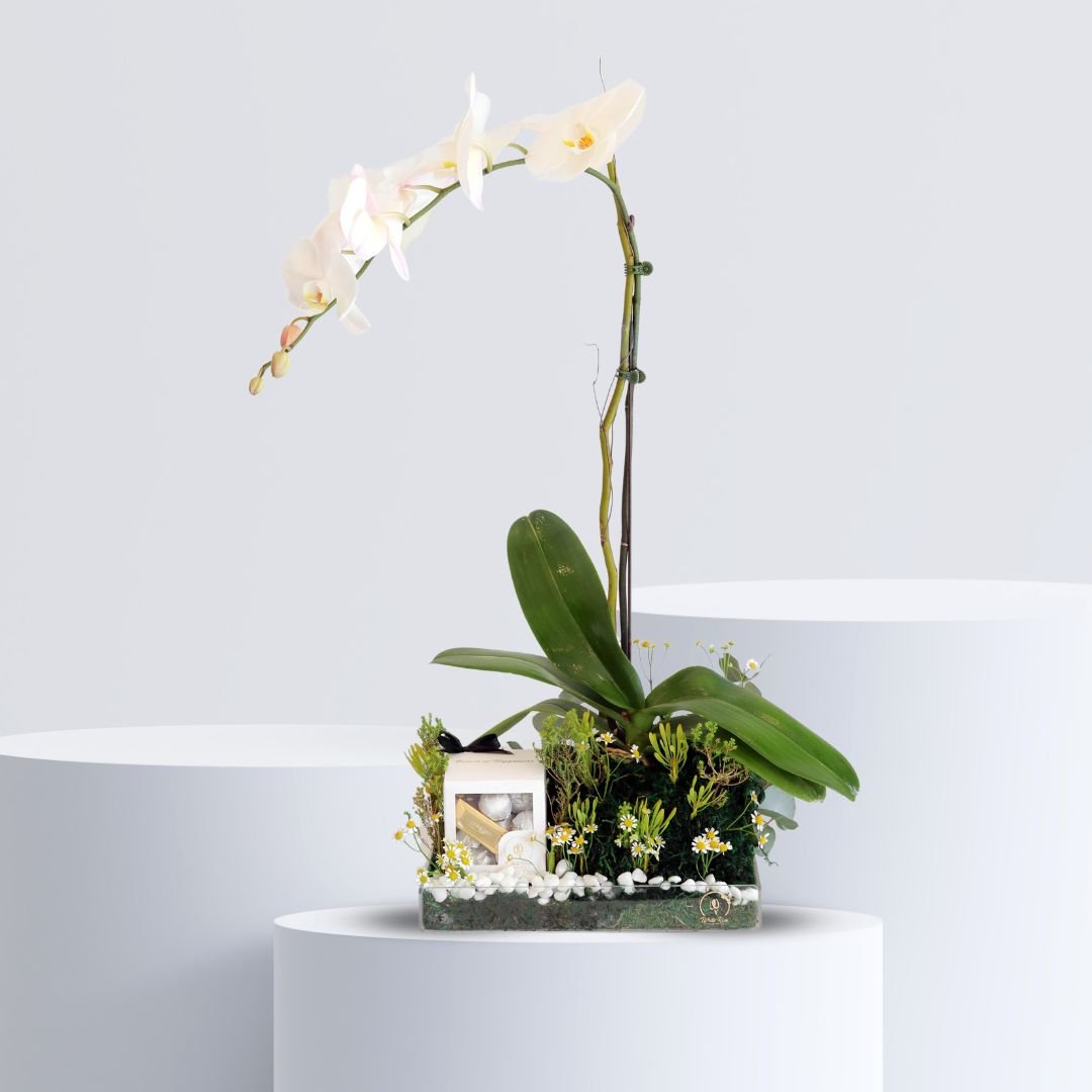 Orchid Chocolate Tray - Elegant Orchid and Chocolate Gift