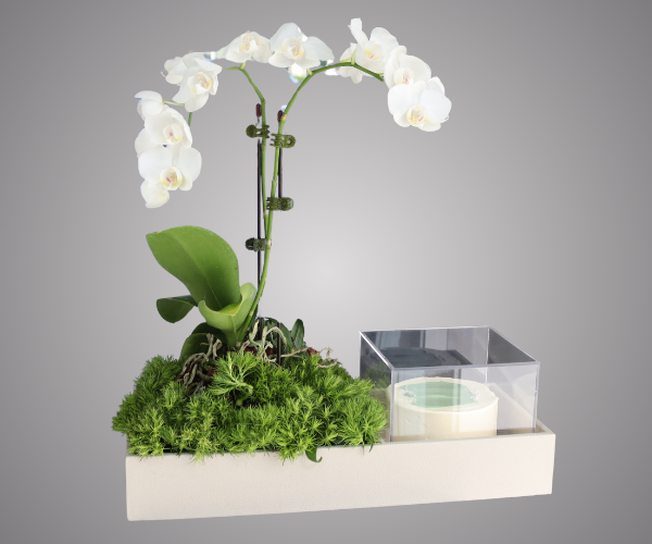 Luxury Orchid Tray with Mini Cake - Exclusive Leather Collection